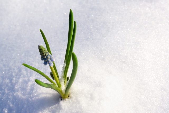 Запах весны: как определить приход тепла по народным приметам
