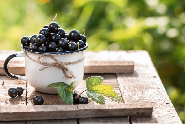 Гигантские ягоды черной смородины — 10 самых крупноплодных сортов