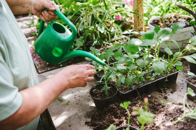 78124 Как правильно удобрять рассаду — советы на каждую неделю жизни растений