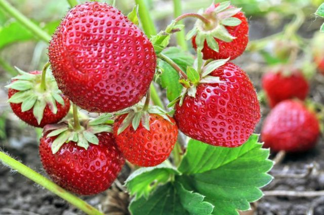 Садовая земляника «Зенга-зенгана» при хорошей агротехнике может дать до 2,3 кг ягод с куста. Плоды темно-бордового, ближе к вишневому, оттенка, сочные, плотные