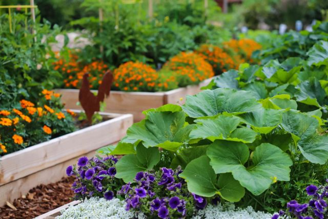 На малой площади можно совместить цветник и огород, высадив рядом цветущие, пряно-ароматические растения и овощи с красивой листвой