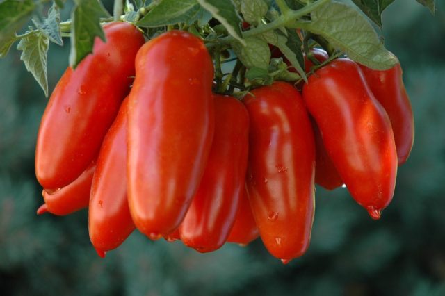 Популярный ранний сорт томатов "Дамские пальчики" идеально подходит для консервирования благодаря своей форме и размеру