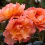 79036 Цвет лета и счастья: 40 растений в оттенке года «персиковый пух»
