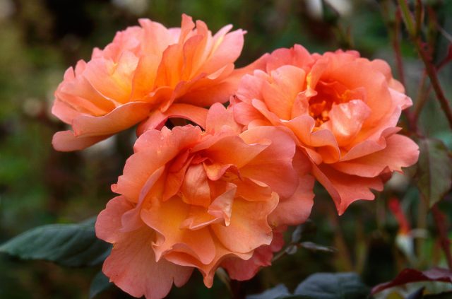 Цвет лета и счастья: 40 растений в оттенке года «персиковый пух»