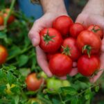 79594 Забудьте о зеленых томатах: как ускорить созревание плодов в огороде