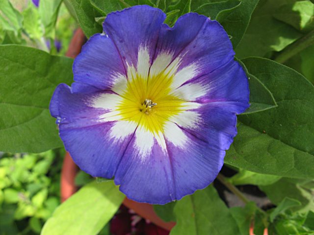 Ипомея трехцветная может вызвать аналогию с другим похожим цветком - вьюнок трехцветный (Convolvulus tricolor). Но это совсем другое растение