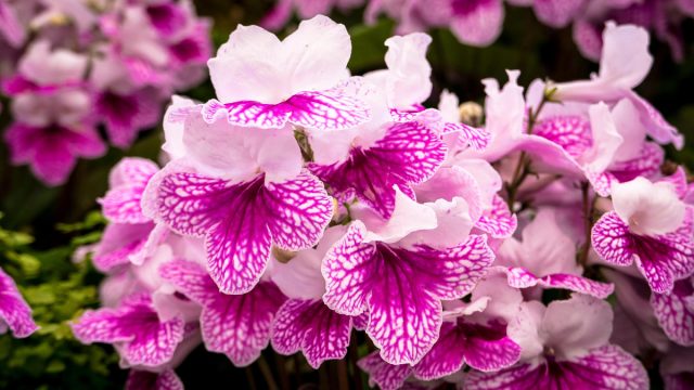 С марта по ноябрь украсьте свой дом яркими цветками стрептокарпуса (Streptocarpus)