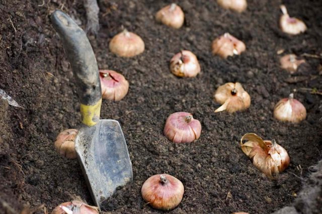 Посадите луковичные в свежую, хорошо дренируемую почву на глубину и расстояние, подходящие для конкретного вида