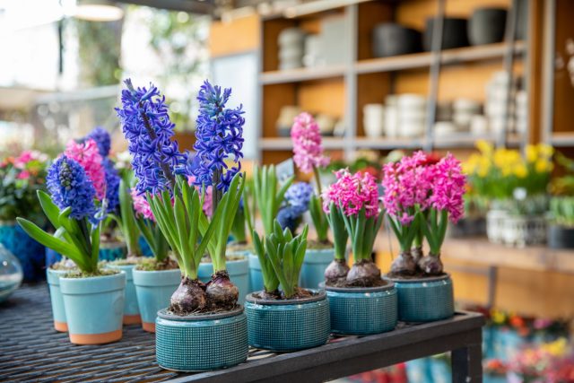 Как спасти луковичные из магазина — продлеваем цветение и высаживаем в цветник