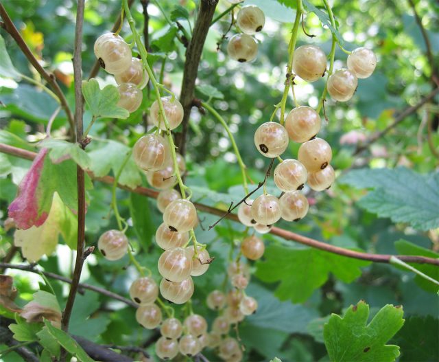 "Белая Смольяниновой" - среднеспелый, сравнительно молодой сорт белой смородины, не боится морозов, цветёт поздно