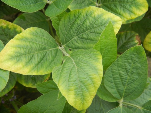 Симптомы дефицита азота: общий хлороз всего растения до светло-зеленого цвета с последующим пожелтением старых (нижних) листьев