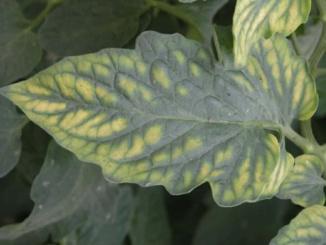 Симптомы дефицита магния: листья становятся хлоротичными, желтеют в промежутках между жилками (межжилковый хлороз)