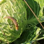 81067 Спасите урожай капусты от слизней — эффективные методы борьбы с моллюсками