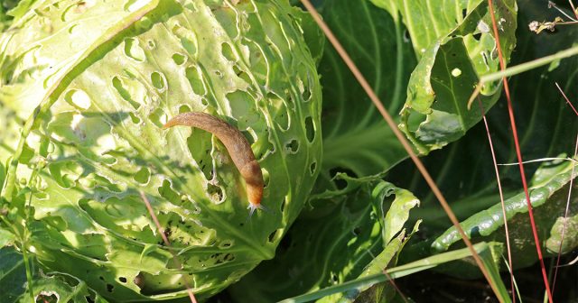 Спасите урожай капусты от слизней — эффективные методы борьбы с моллюсками