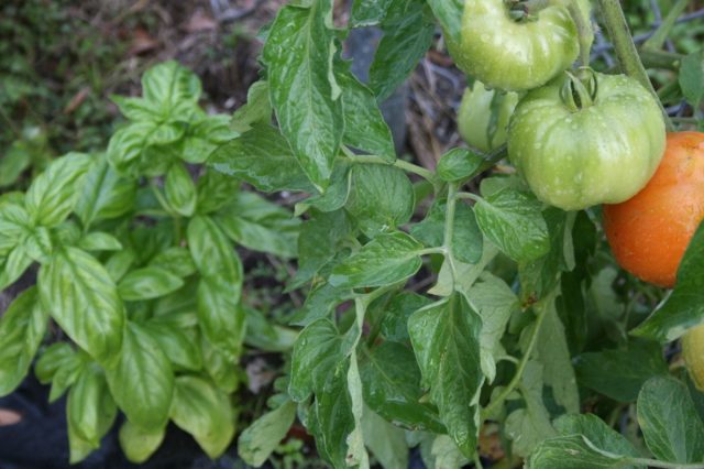 Если посадить базилик рядом с томатами, он будет выделять летучие соединения, улучшающие вкус помидоров, а томаты отпугивать вредителей, поражающих базилик