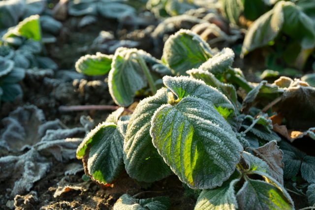 79983 Весенние заморозки — эффективные способы защиты растений от холода