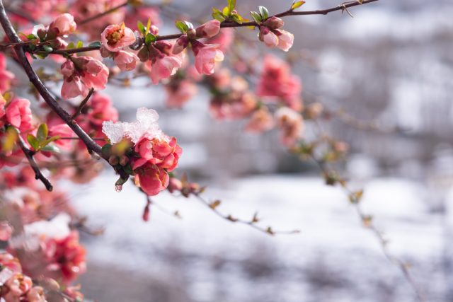 Яркое цветение айвы японской — самые красивые виды и сорта хеномелеса