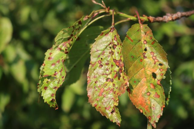 Болезни вишни — как распознать и чем лечить, чтобы не потерять дерево?