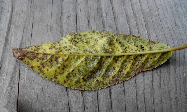 Коккомикоз проявляется на верхней стороне листьев в виде крошечных круглых пятнышек от коричнево-красного до фиолетового цвета