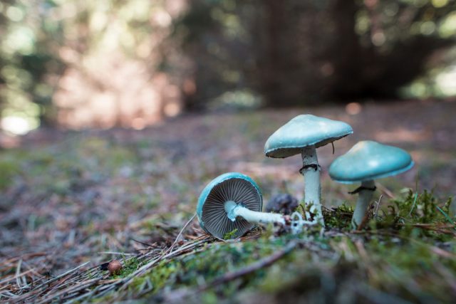 82500 Как грибы могут спасти ваш сад? Их уникальные свойства и способы применения