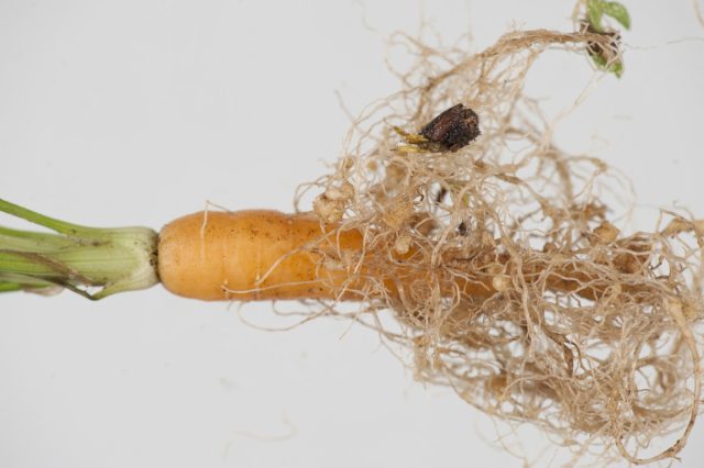 Вредные почвенные мелкие черви, нематоды, доставляют аграриям много неприятностей: повреждают корни, корнеплоды и клубни