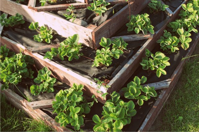 Для небольших и средних участков многоярусные приподнятые грядки предоставят дополнительное место для выращивания растений