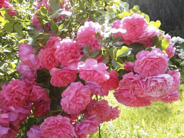 Плетистая роза «Розариум Ютерсен» (Climbing Rose ’Rosarium Uetersen’)