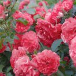 82294 Какие плетистые розы прекрасно растут в средней полосе — личный опыт