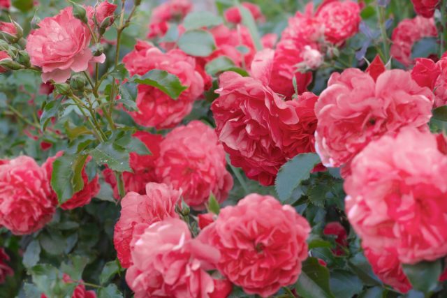 82294 Какие плетистые розы прекрасно растут в средней полосе — личный опыт