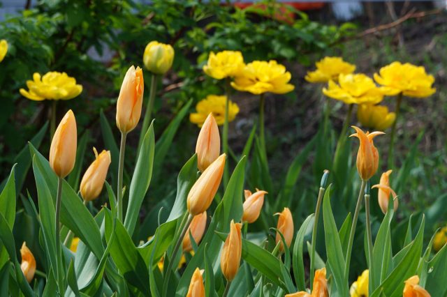 С грамотным подходом вы сможете создать эффектный и красочный тюльпановый садик, который будет вознаграждать вас цветением долгие годы и даже десятилетия