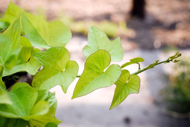 Листья батата съедобны: они шелковистые, как шпинат, и аппетитно выглядят при приготовлении