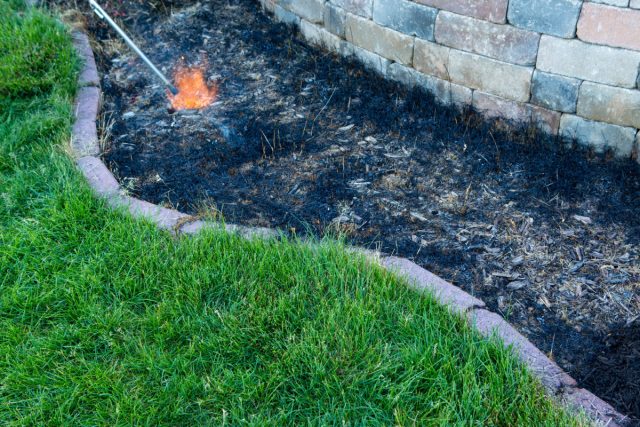 Самовозгорание мульчи — как защитить свой сад от пожара?