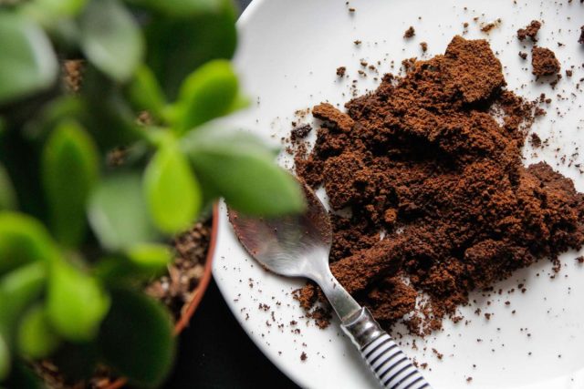 Кофейная гуща существенно не изменит кислотность субстрата и не поможет с облегчением почвы