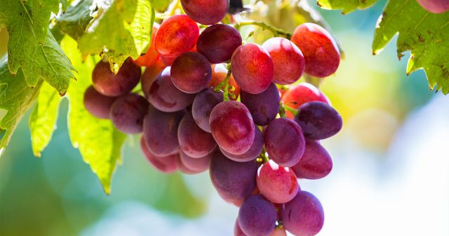 Всё, что нужно знать, о подкормках винограда