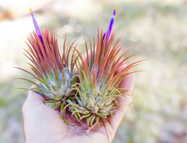 Тилландсия ионанта (Tillandsia ionantha)