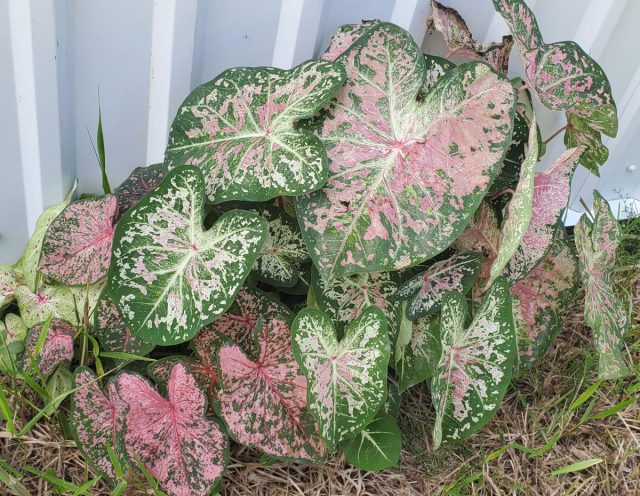 Каладиум «Сифоам Пинк» (Caladium ‘Seafoam Pink’)