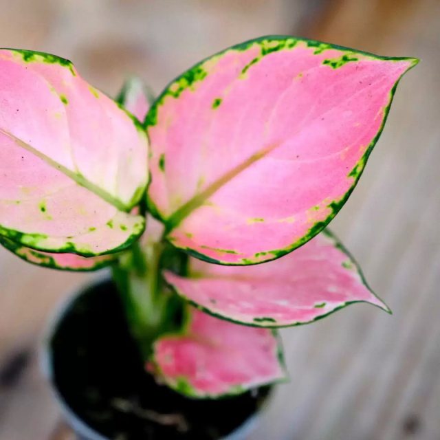 Аглаонема «Пинк Принцесс» (Aglaonema ‘Pink Princess’)