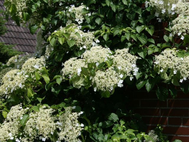 Гортензия черешковая (hydrangea anomala var. petiolaris) – более зимостойкая форма гортензии необычной, практически не подмерзающая в средней полосе.