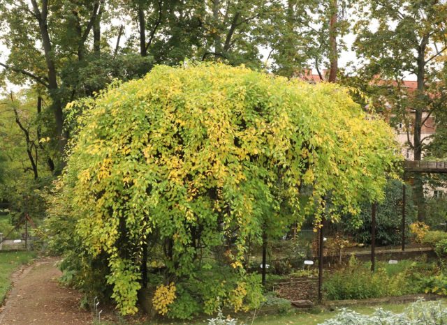 Древогубец лазящий (celastrus scandens)