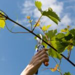 83439 Обязательные этапы ухода за виноградом в начале лета
