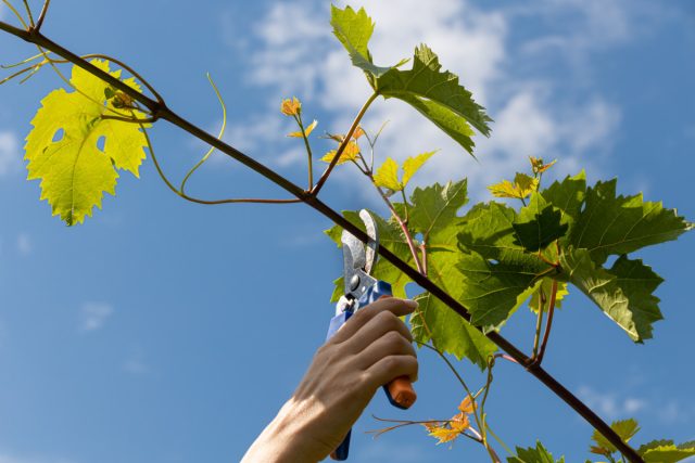 Обязательные этапы ухода за виноградом в начале лета