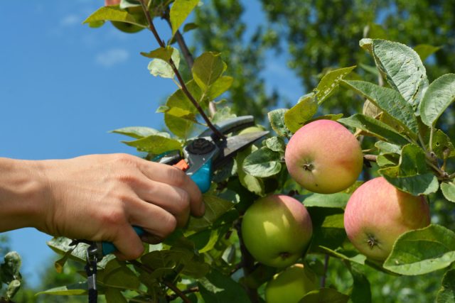 83993 Обязательные операции на плодовых деревьях летом для лучшего урожая