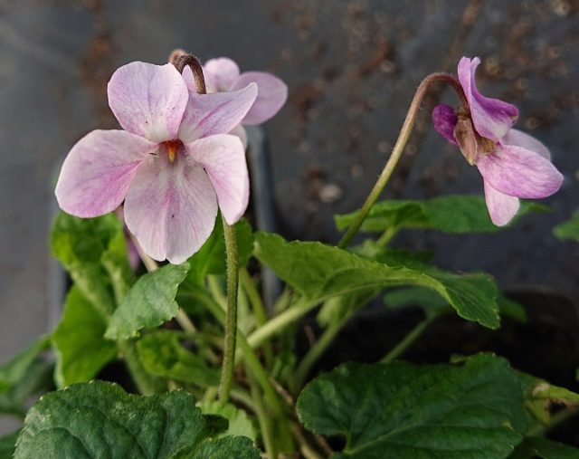 Фиалка душистая «Орхид Пинк» (Viola odorata 'Orchid Pink')
