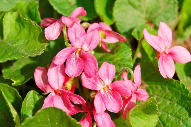 Фиалка душистая «Кер д'Альсе» (Viola odorata 'Coeur D'Alsace')